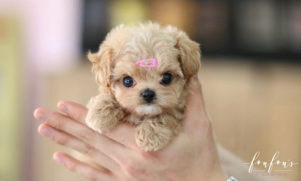 Do Maltipoos Bark a Lot? Barking Facts and Training Tips