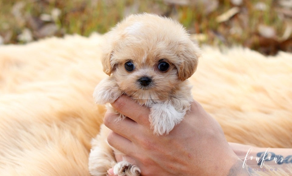 How to Socialize a Mini Maltipoo