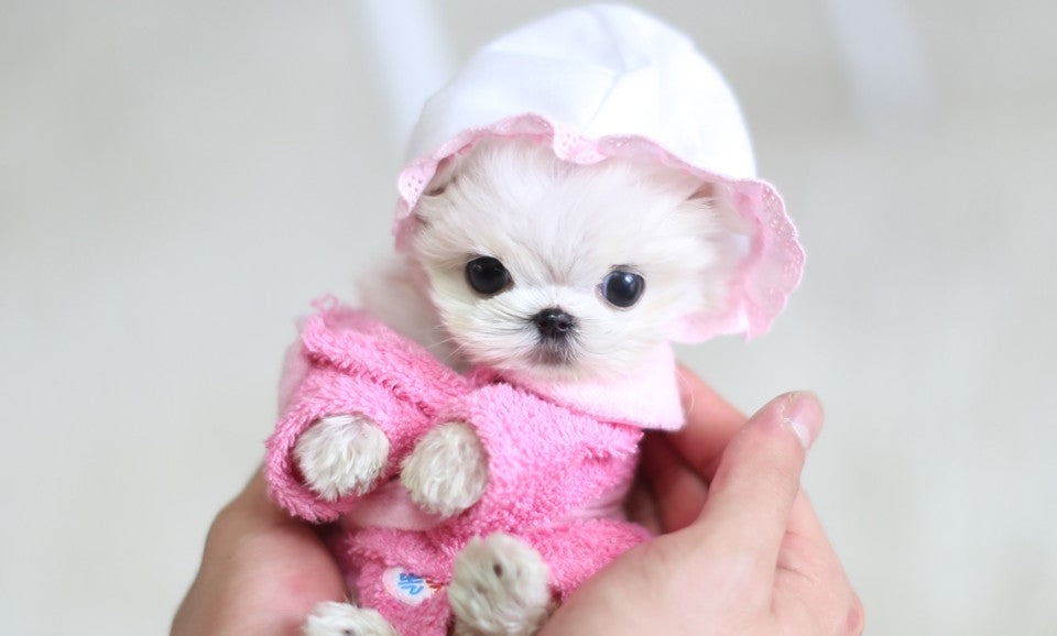 How to Find a Reputable Small Dog Breeder