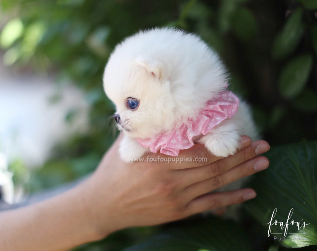 Pomeranian 