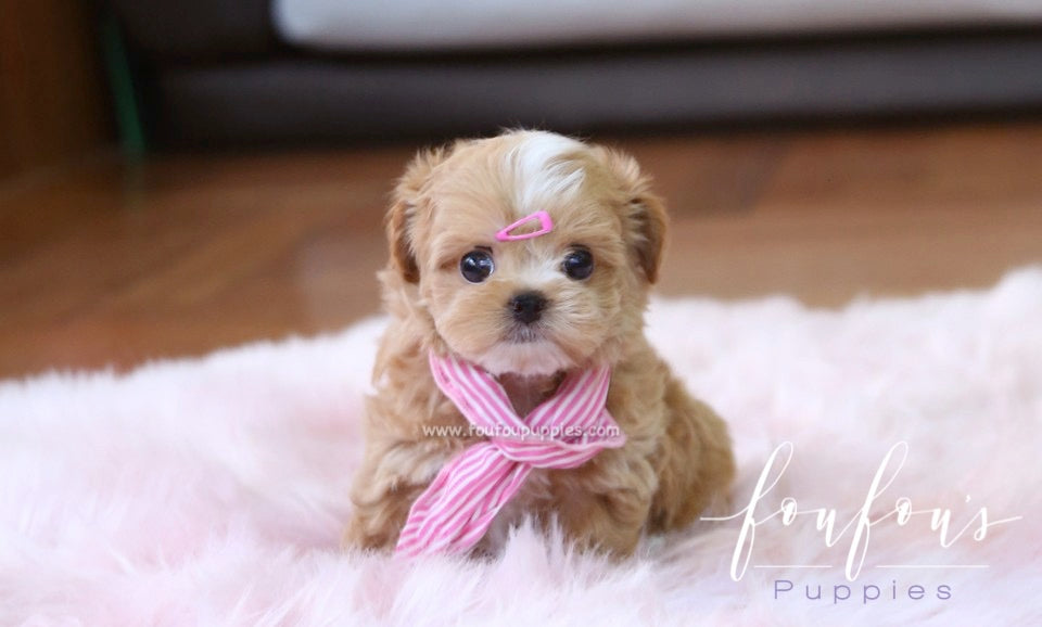 Are Mini Maltipoos Hypoallergenic?
