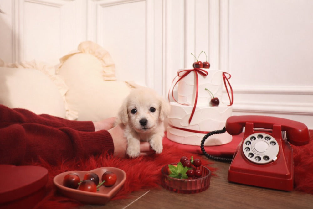 Foufou Puppy