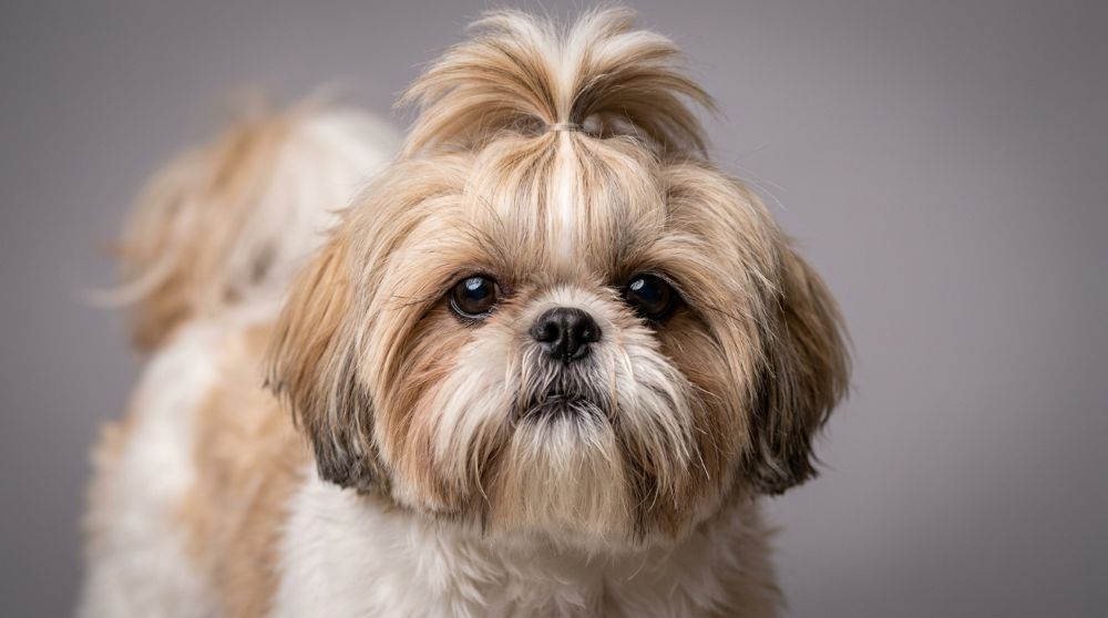 Shih Tzu Price: Breeder Costs Explained by Colour, Size, and Lineage