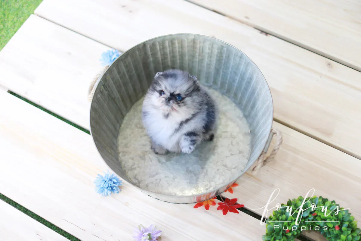 Best Dog Food for Healthy Coat in Teacup Puppy Breeds: Complete Nutrition Guide