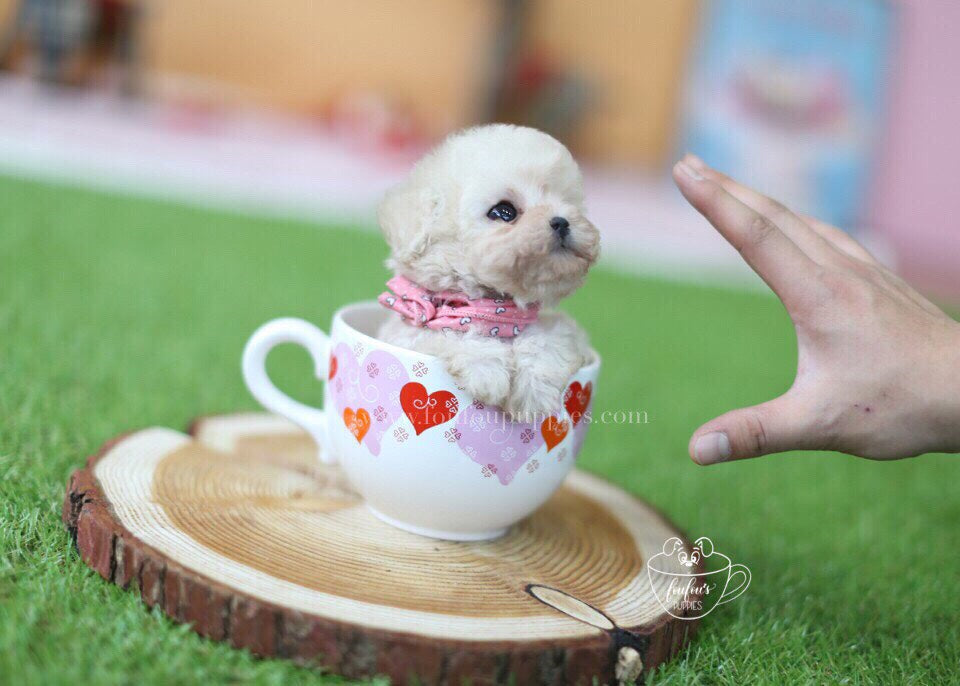 Is a White Mini Goldendoodle Right for You? Pros, Cons, and Facts