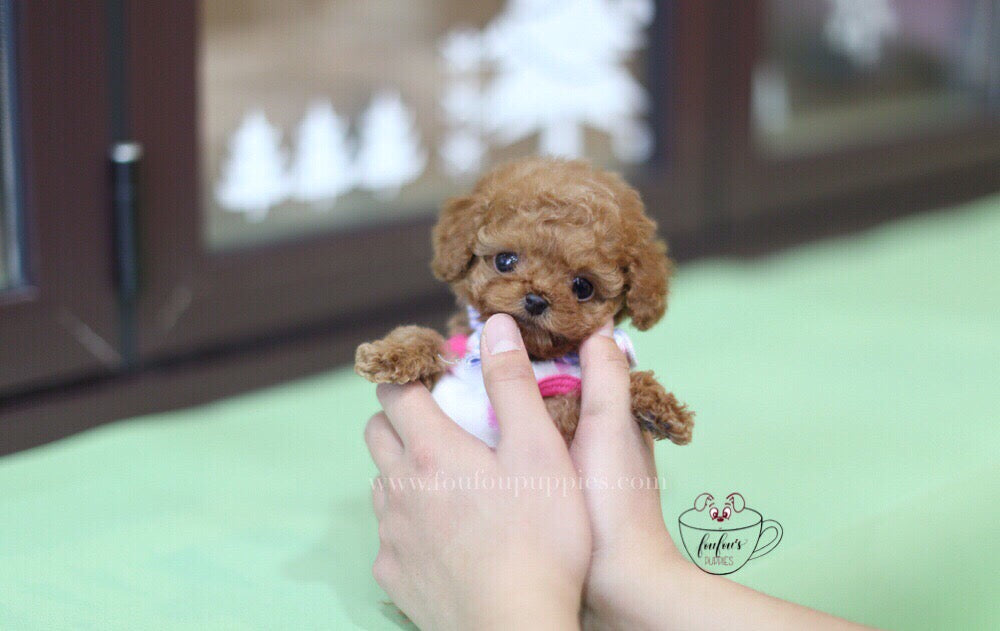 Teacup puppy care
