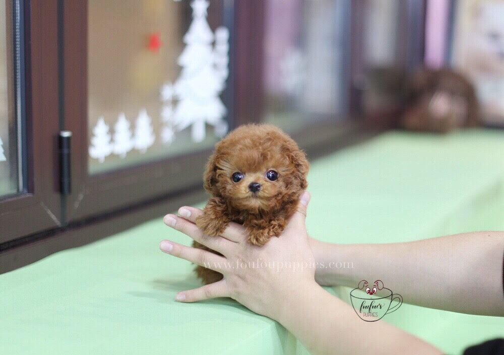 Do Cavapoos Shed? Shedding, Allergies, and Coat Facts Explained