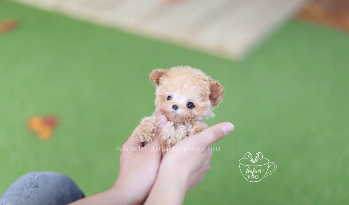 Puppy Health Guarantee: What's Actually Covered, and What Never Is