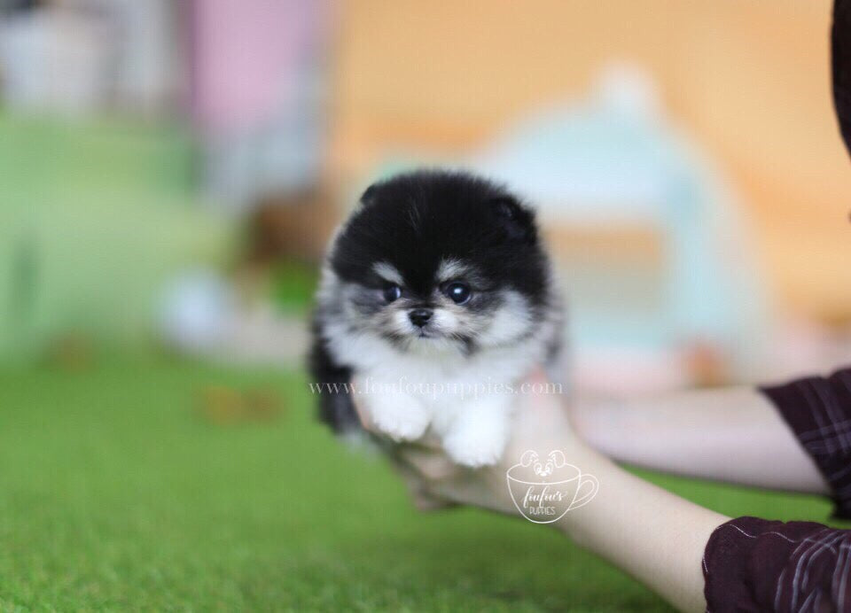 15 Cute Teacup Dog Breeds: The Fluffiest Small Dogs You'll Love