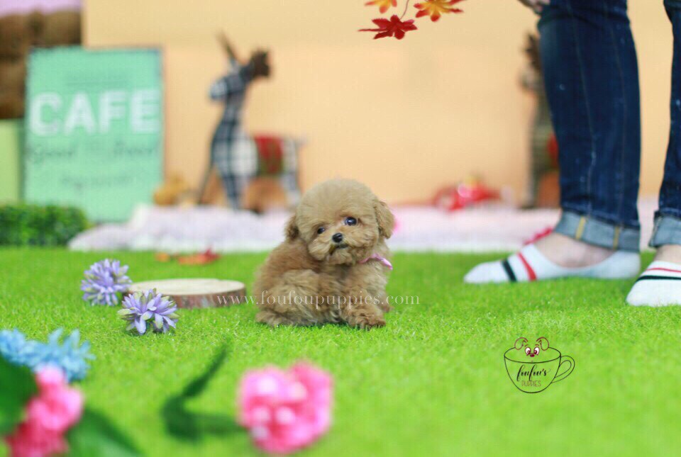 Poodle dog