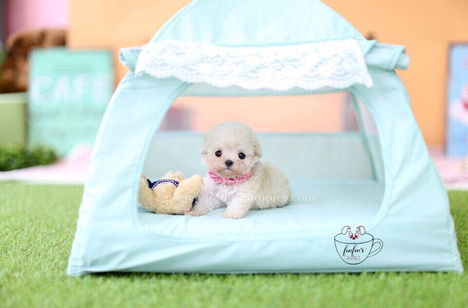 Do Mini Poodles Shed? What You Need to Know Before Getting One