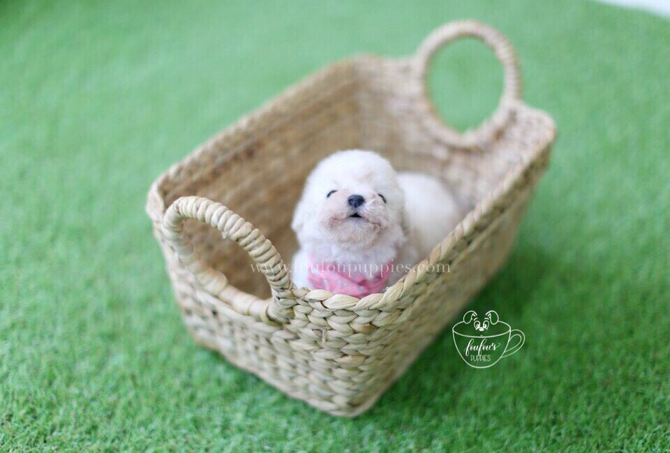Are Poodles Smart? Why They Rank Among the Smartest Dog Breeds
