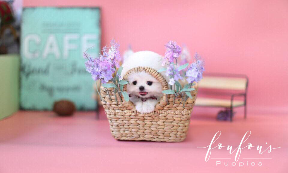 How Dubai Pet Stores Ensure Health and Safety Standards for Animals in 2025