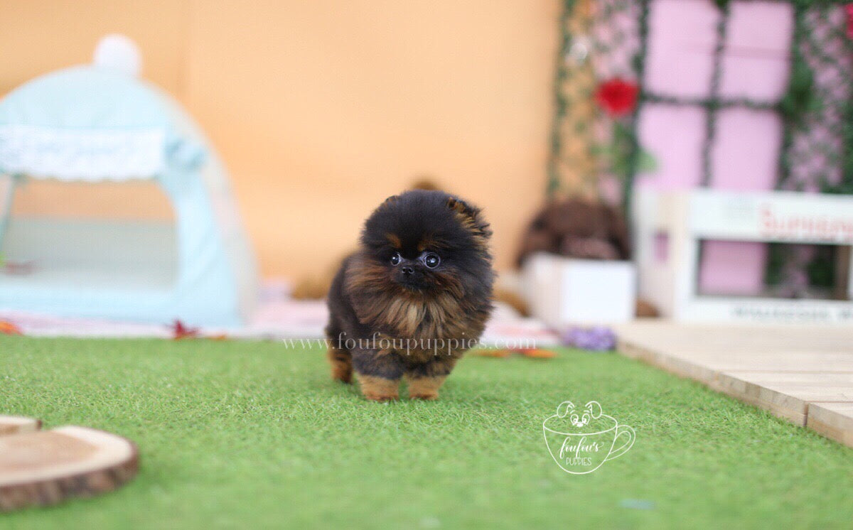 Healthy Puppy