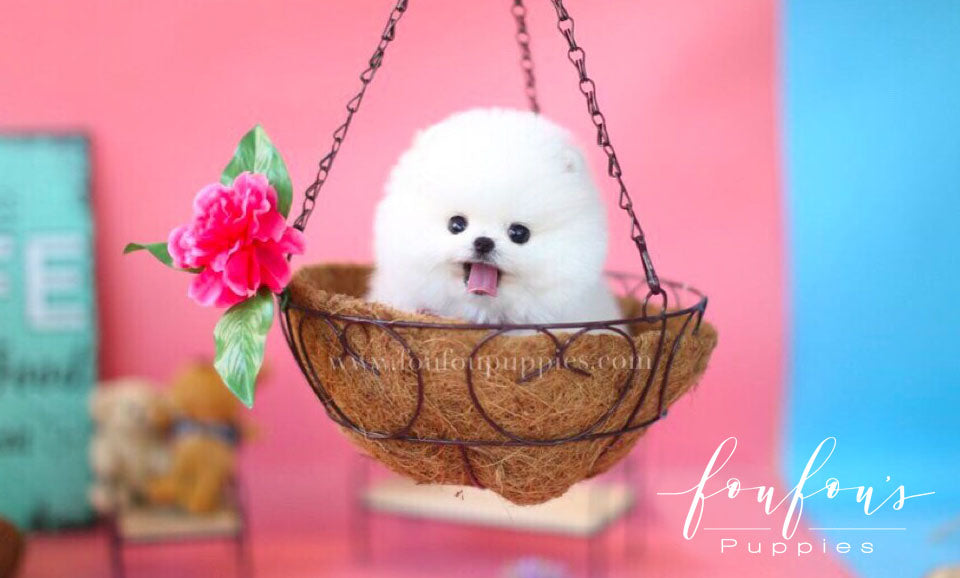 Do Pomeranians Shed a Lot? What Every Owner Needs to Know