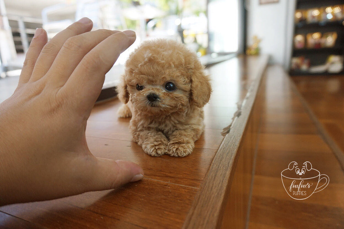 Small Breed Puppy Prices