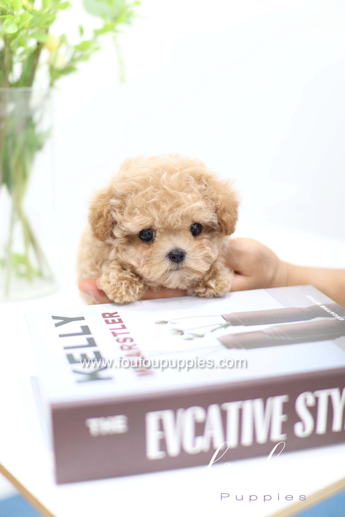 White Cavapoo Guide Size & Care