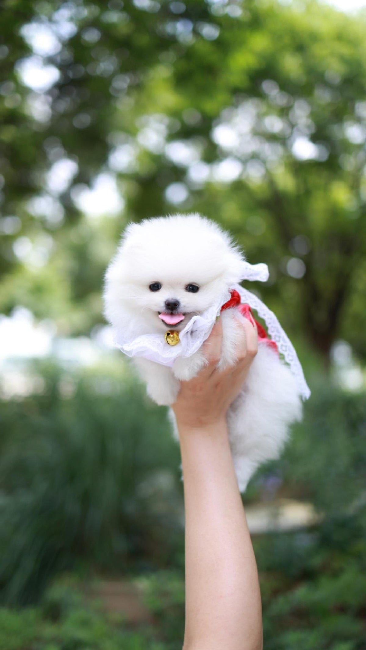 Teacup Puppy Care
