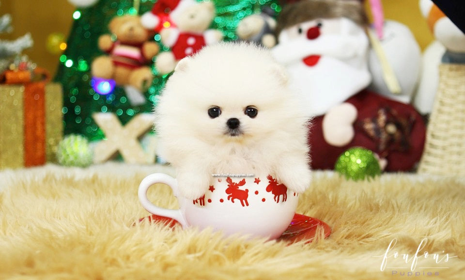 Sable Pomeranian: Complete Guide to Colors, Personality, and Care