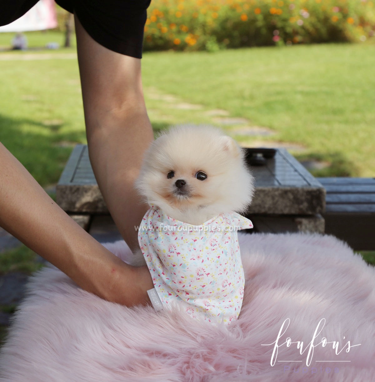 Pomeranian Lifespan: The 12-16 Year Range and What Shortens It