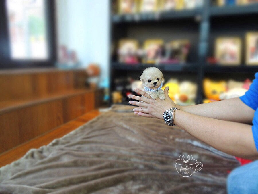 Teacup Goldendoodle: Everything You Need to Know Before Buying