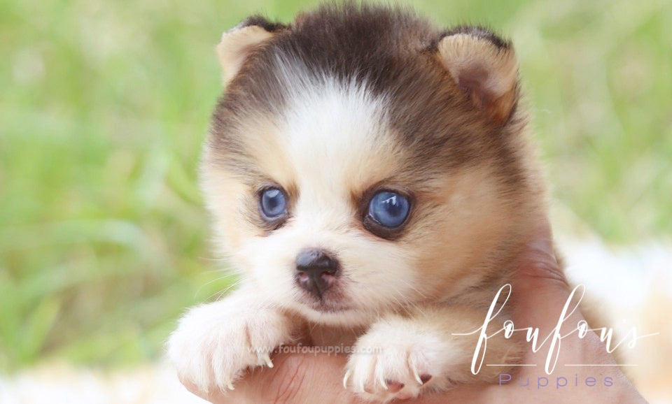 Are Pomskies Hypoallergenic? Shedding, Allergies, and Truth vs Myth