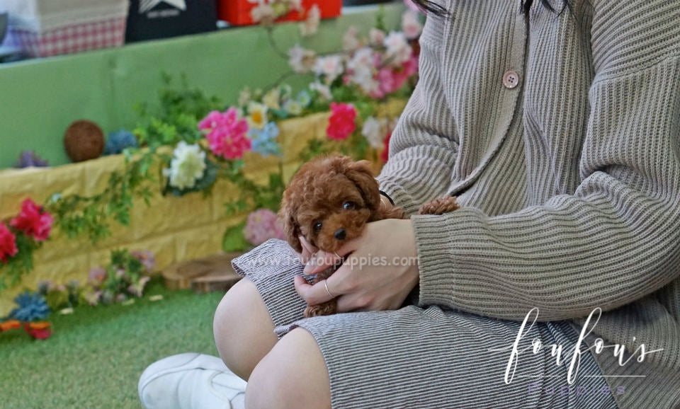 How to Buy a Puppy Online Safely