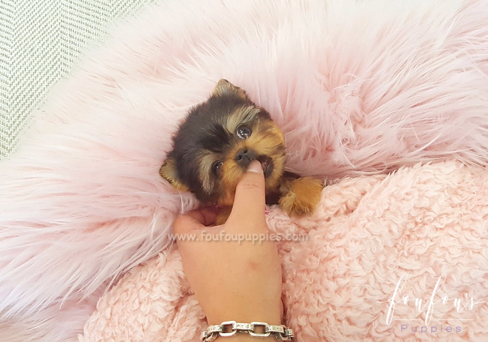 How Much Do Yorkies Cost? Puppy vs Adult Price Breakdown