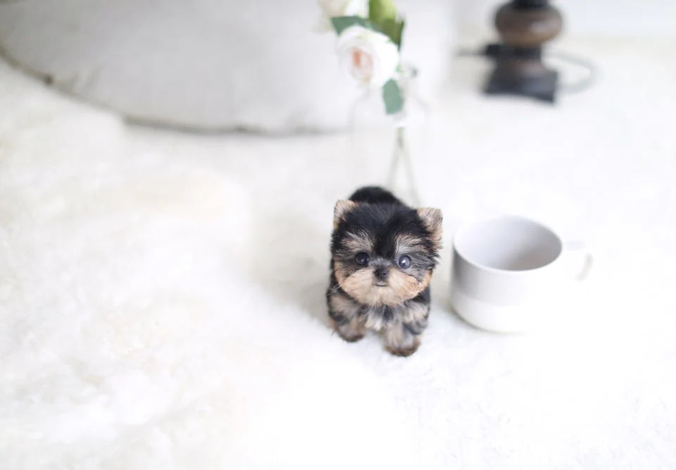 Teacup Yorkie Puppies for Sale