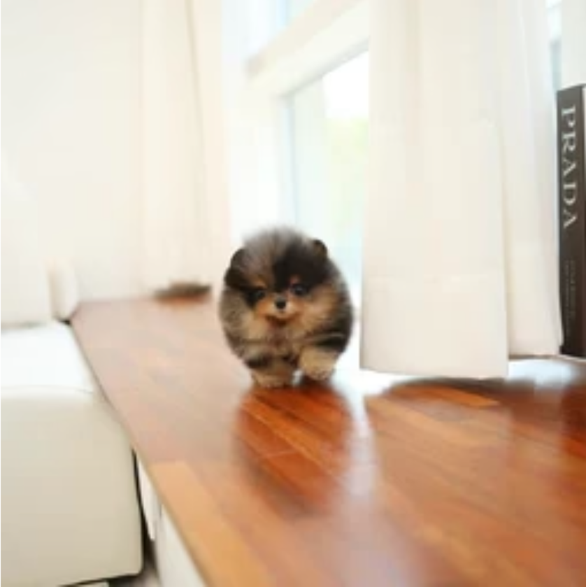 Teacup Pomeranian Puppies for Sale