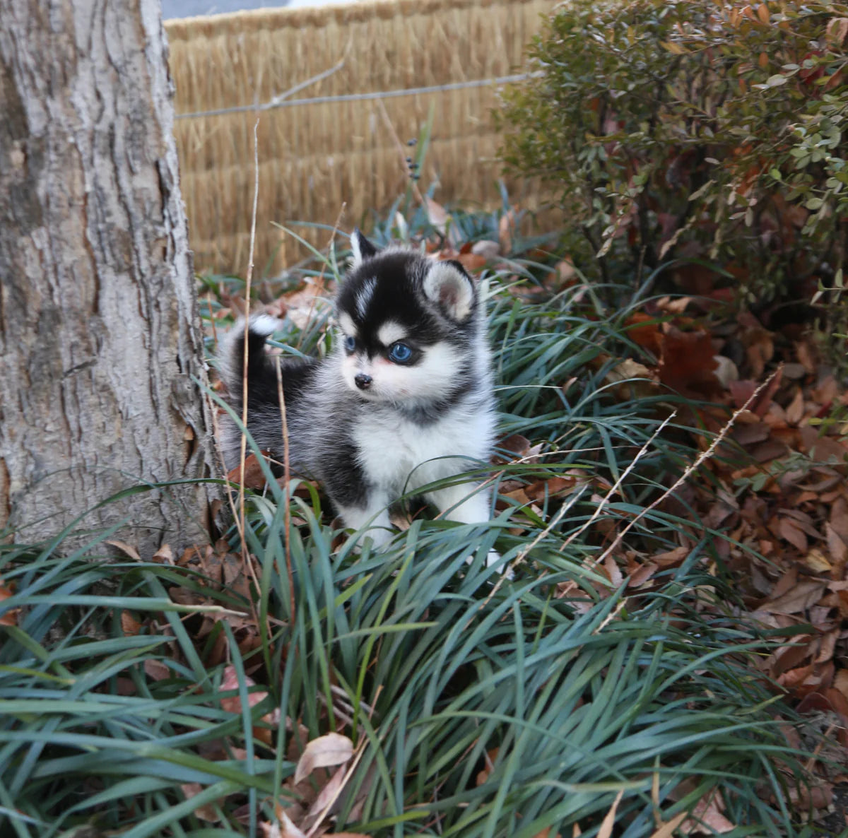 Pomsky Puppy for Sale