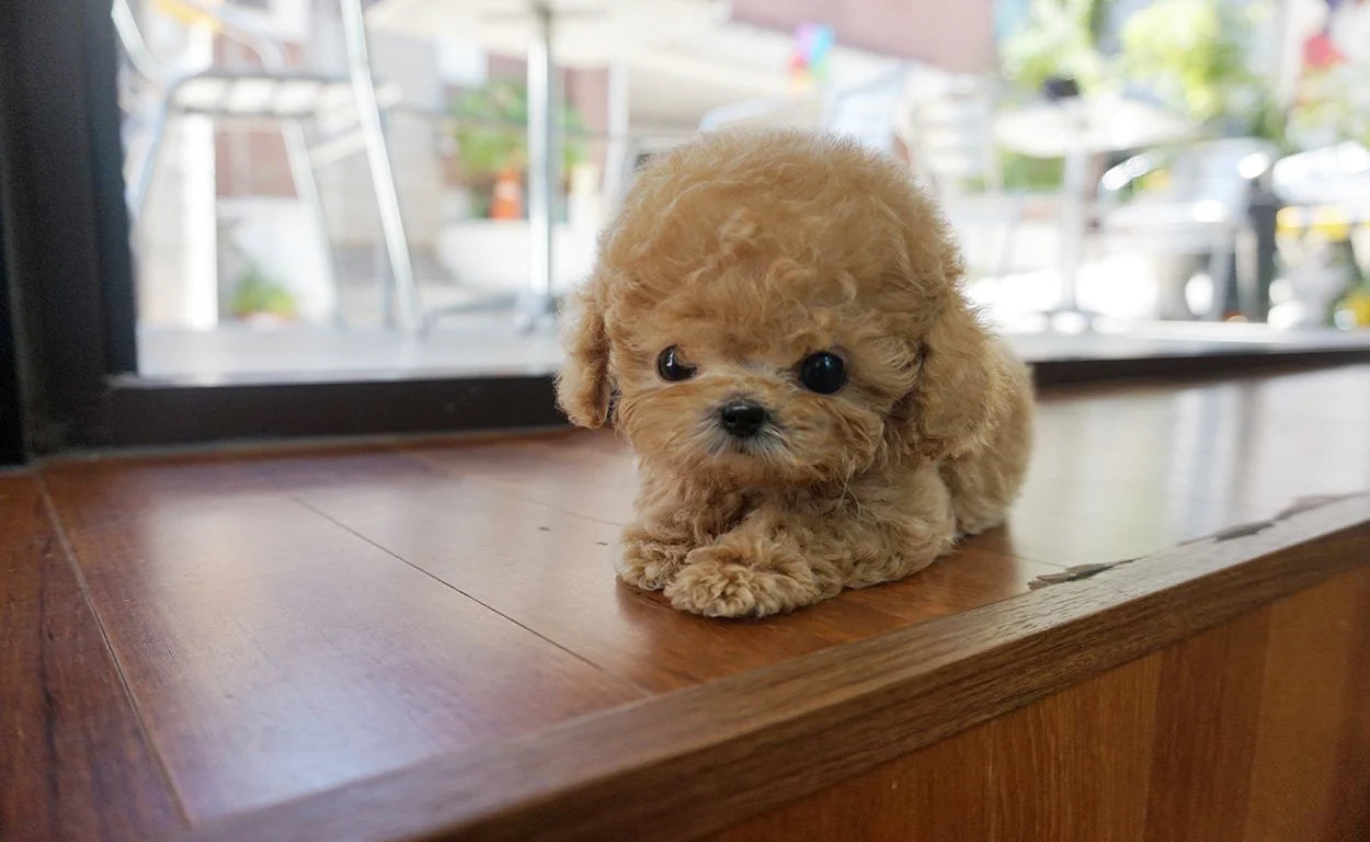 Teacup Poodles for Sale