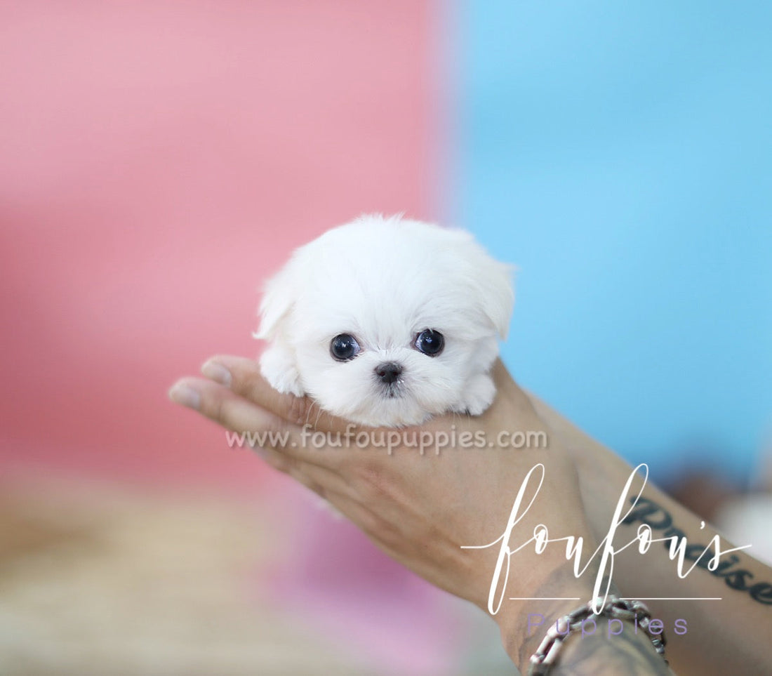Benji - Maltese M.