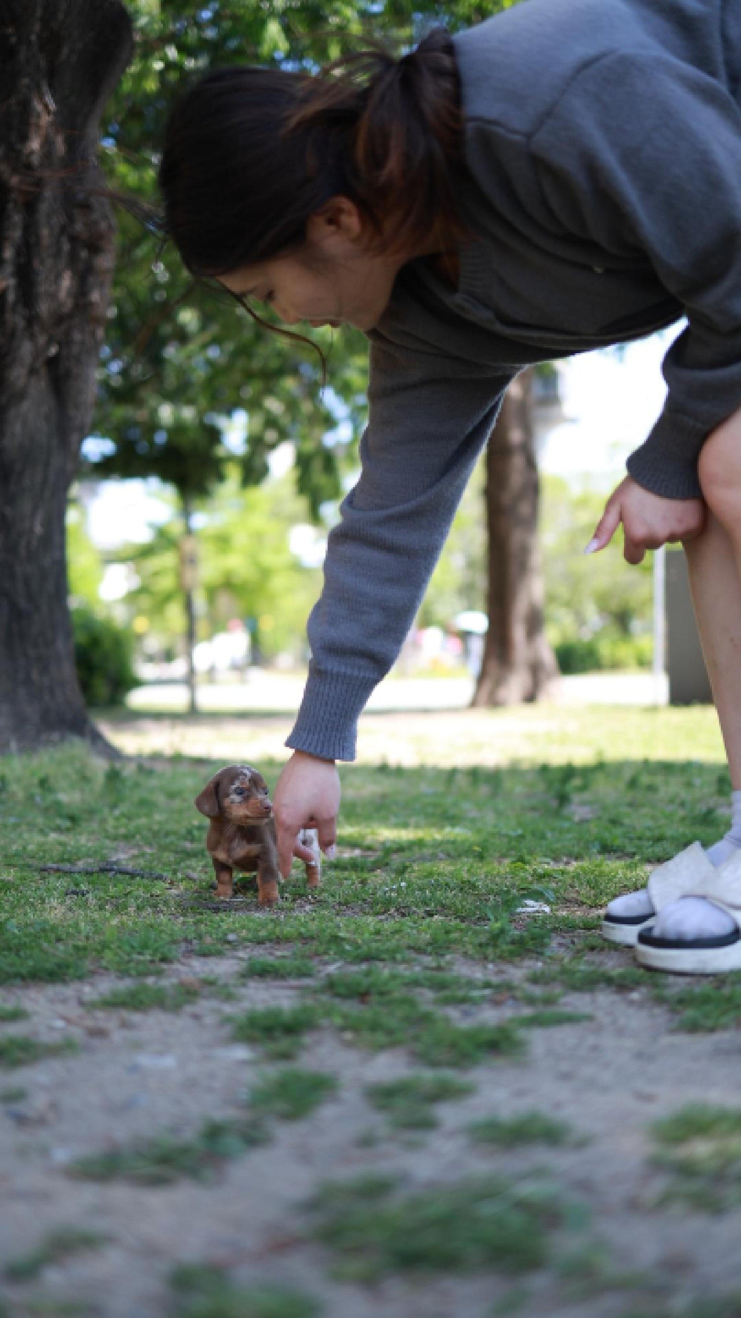 Lake - Dachshund M.