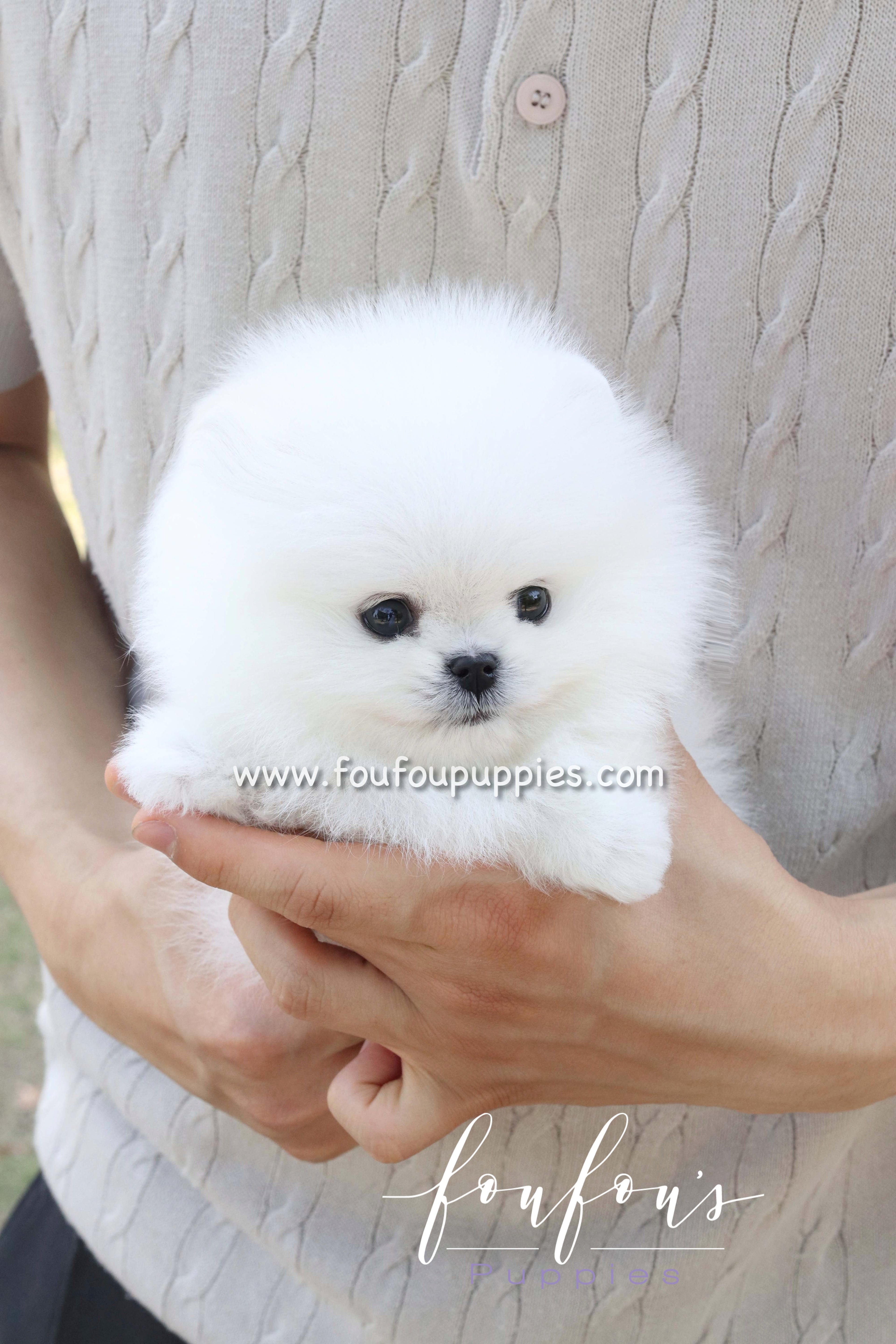 Bisou - Pomeranian F.