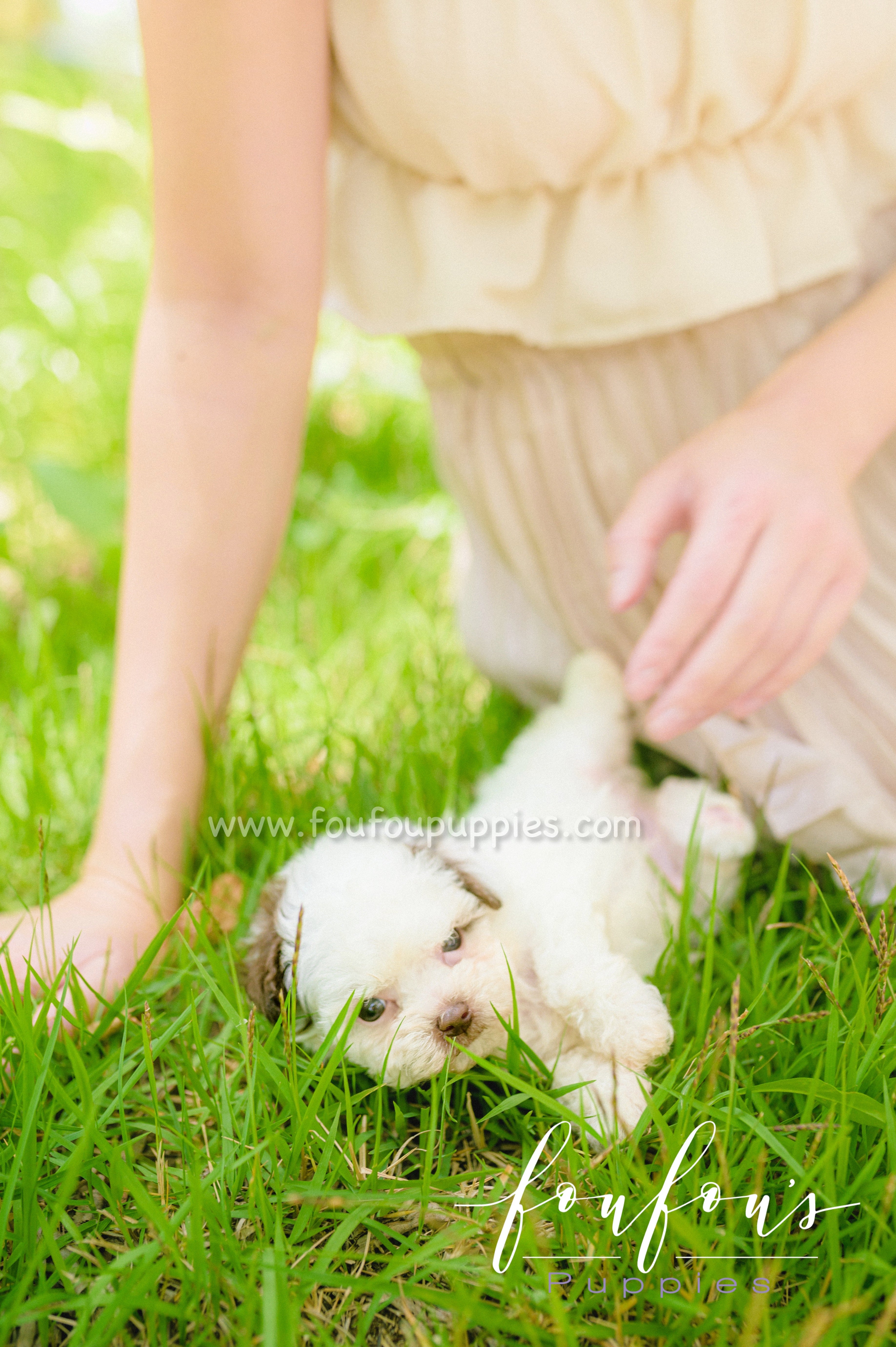 Beanie - Poodle M.