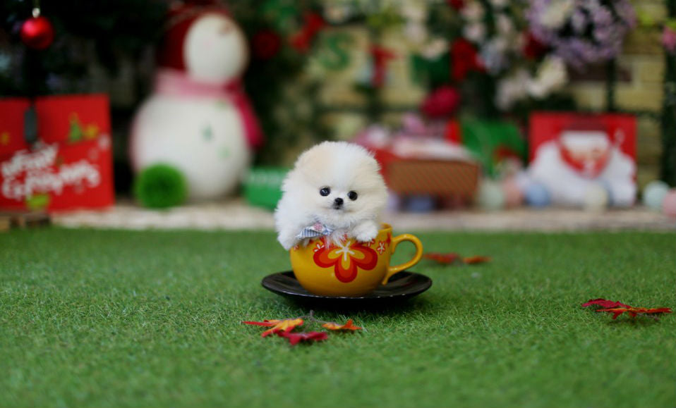 Fendi - Pomeranian F.