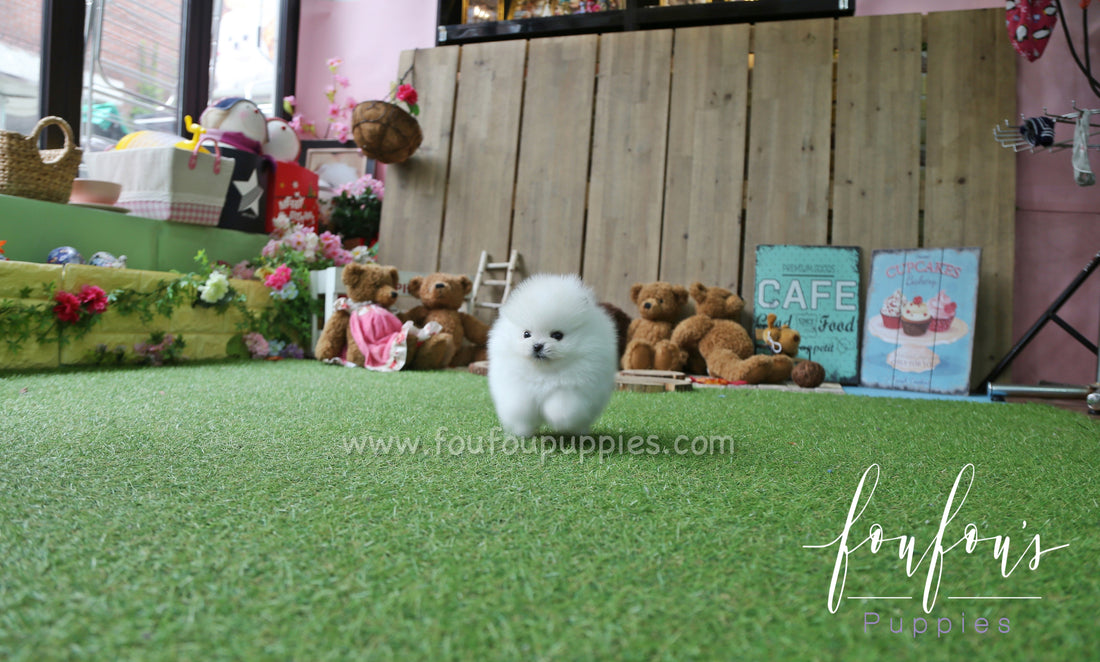 Lux - Pomeranian M.