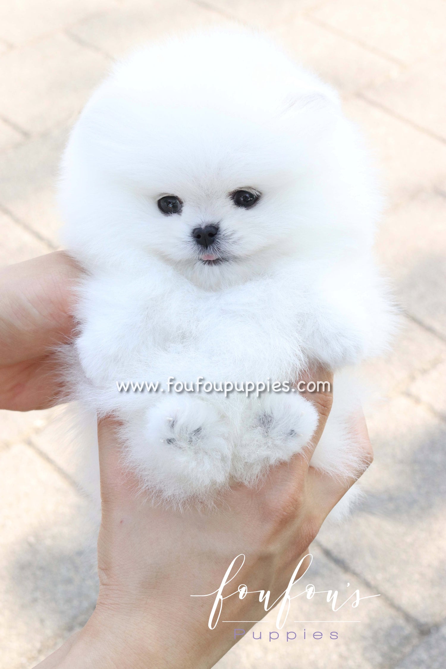 Bisou - Pomeranian F.