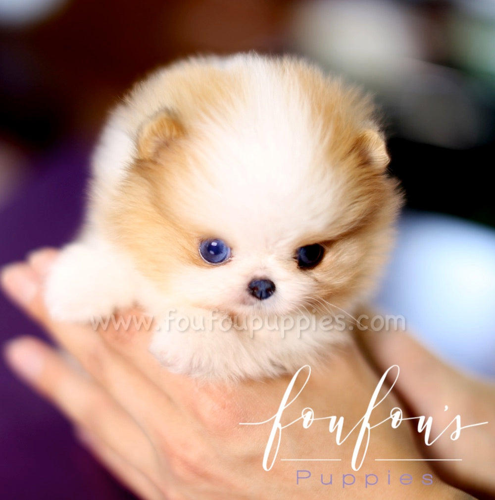 Aurae - Pomeranian F.