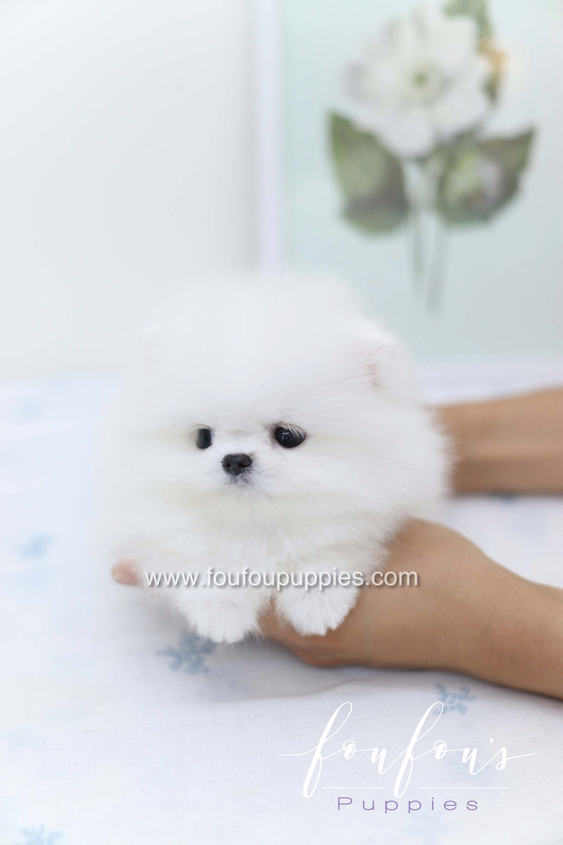 Boo - Pomeranian M.