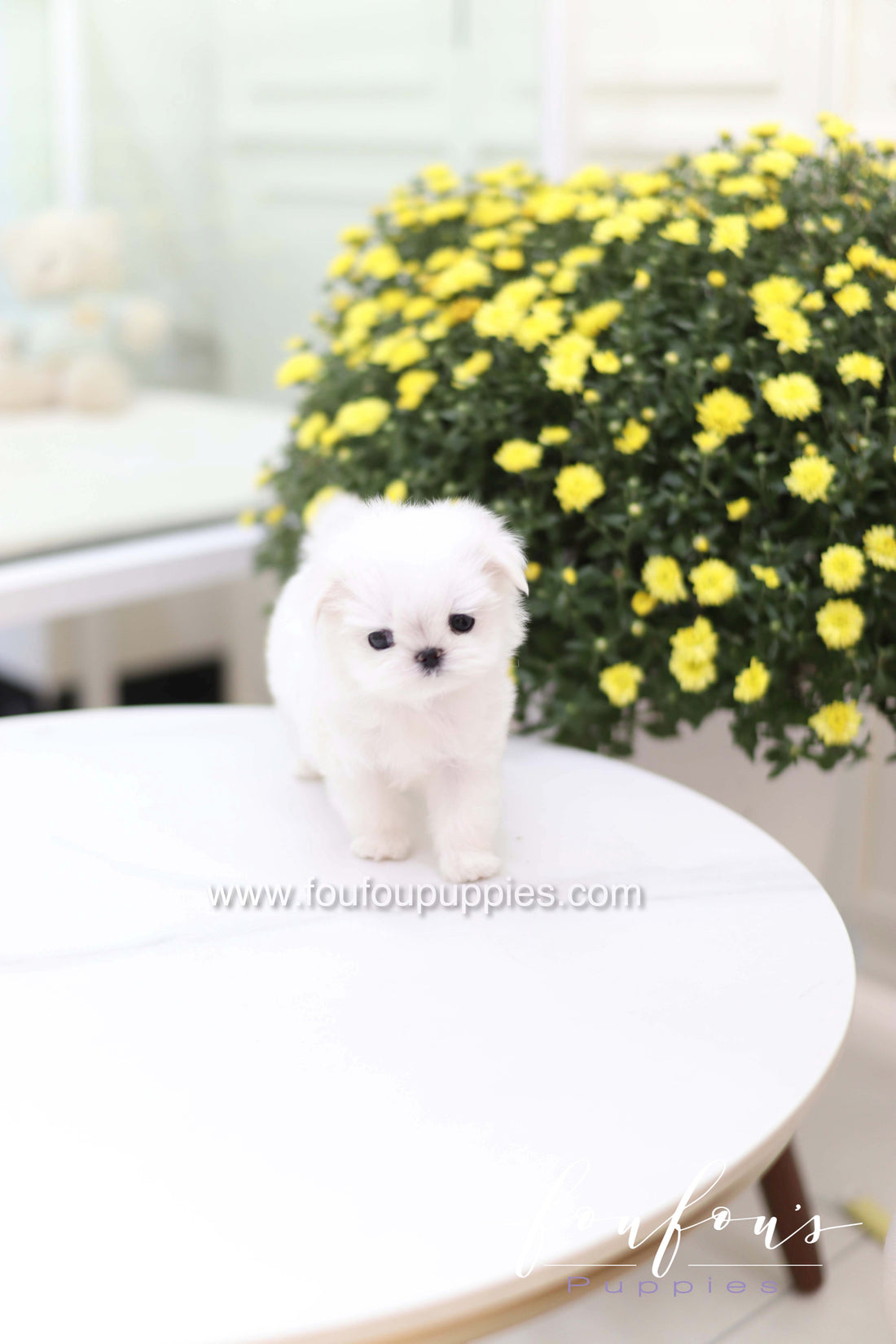 Teeny - Maltese F.