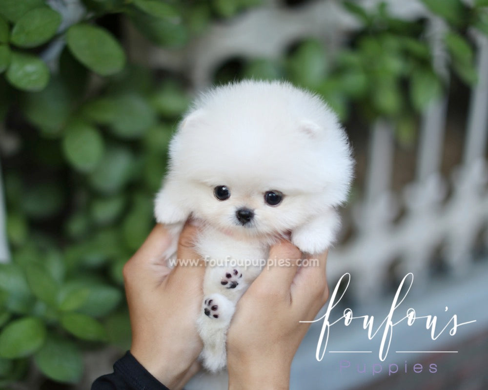 Boo - Pomeranian M.