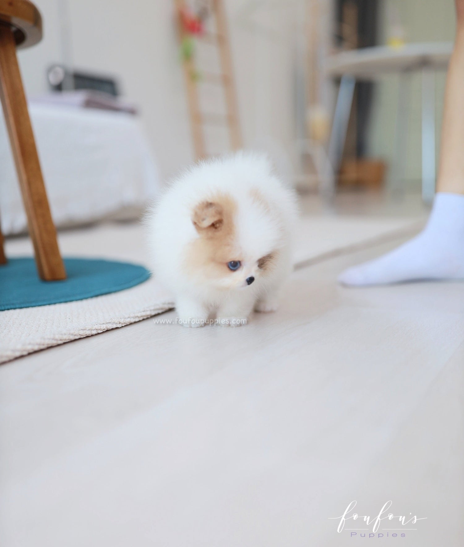 Bijou - Pomeranian F.