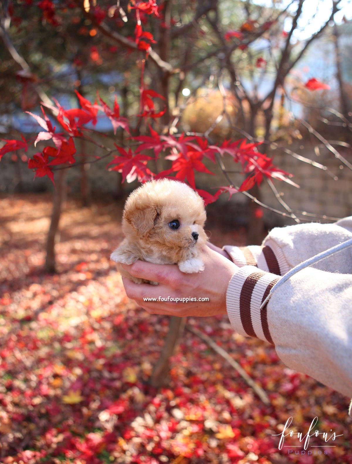 Peanut - Maltipoo M.