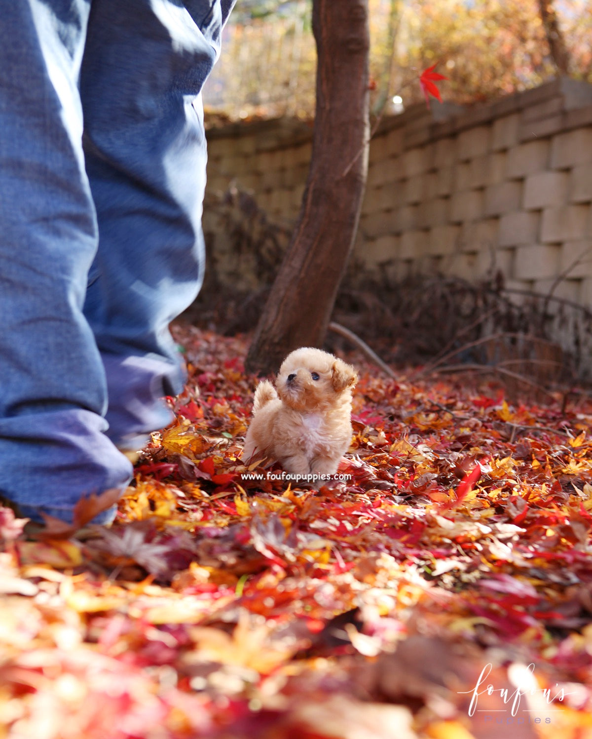 Peanut - Maltipoo M.