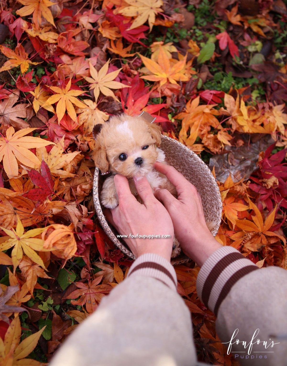 Peanut - Maltipoo M.