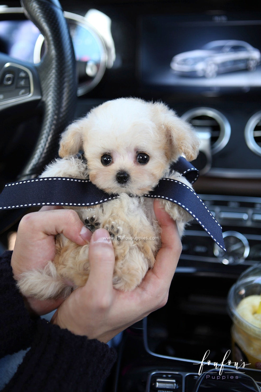 Eclair - Poodle M.