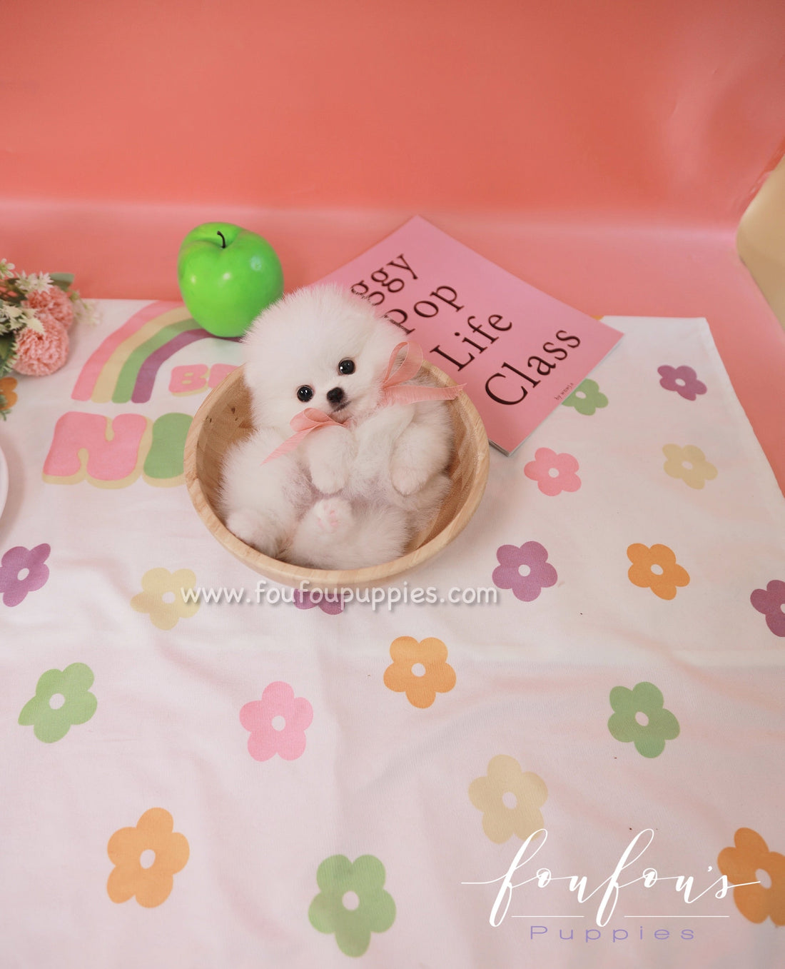 Sugar - Pomeranian F.