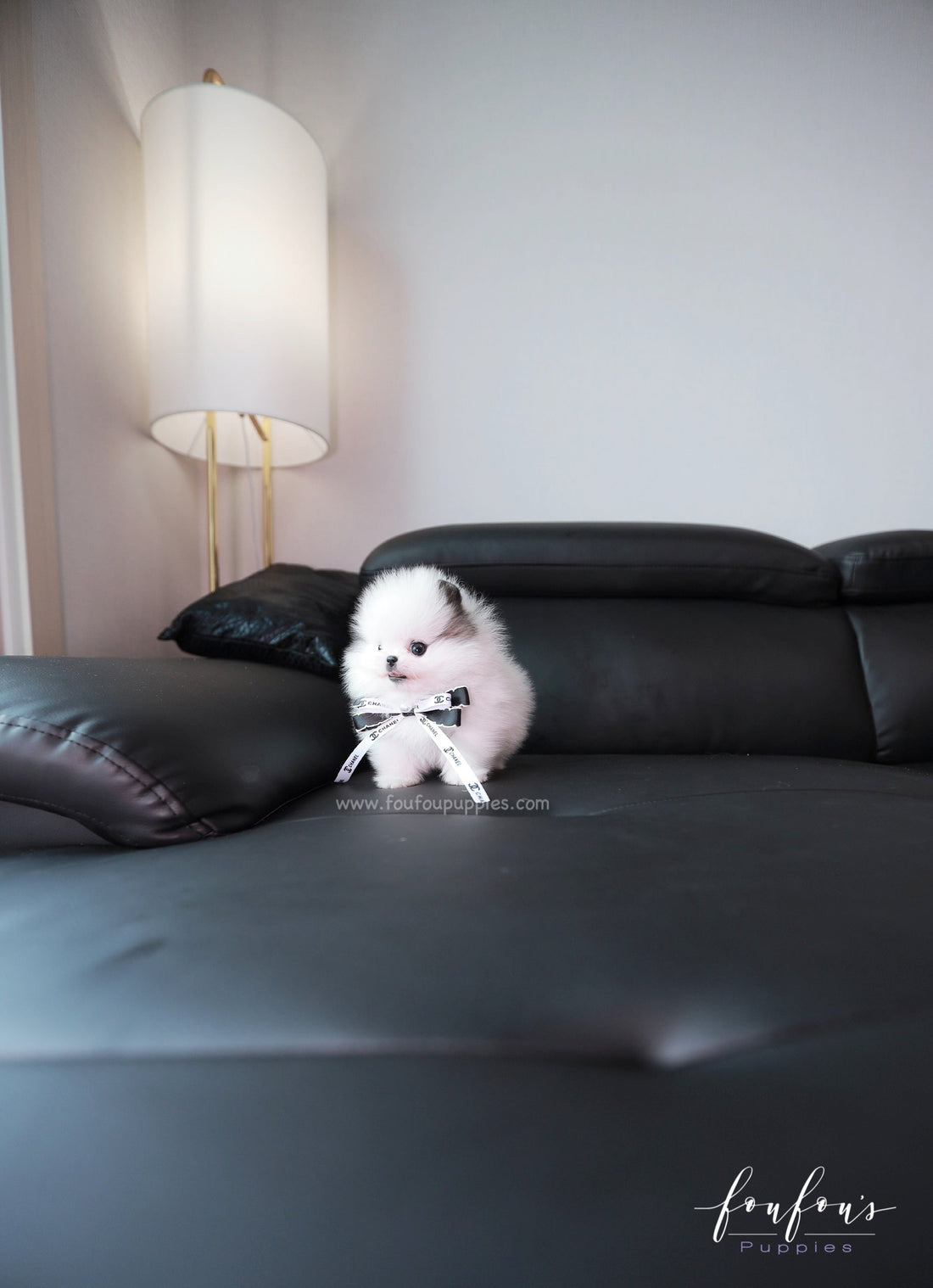Barbie - Pomeranian F.